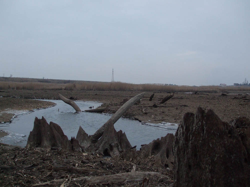 TANCABESTI SECAT - DSCF3464.jpg